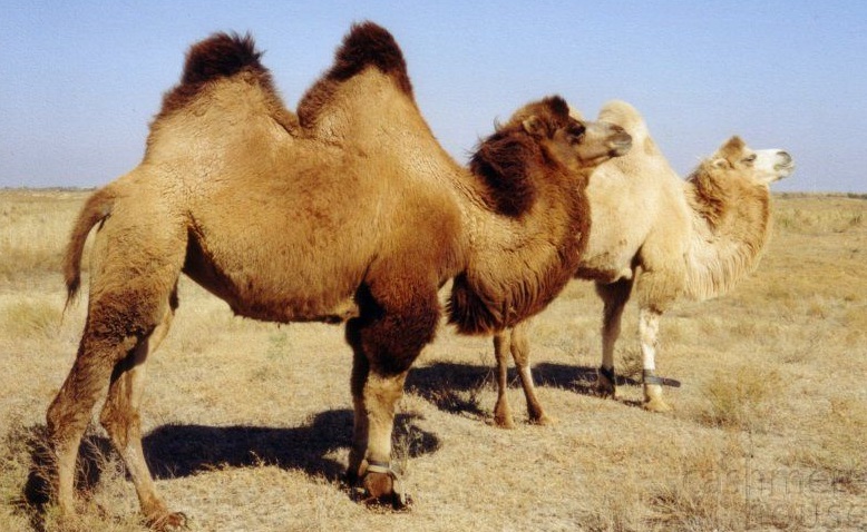 Верблюжья шерсть и её полезные свойства для человека
